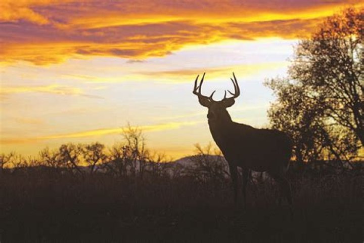 Are Bushnell rangefinders any good?