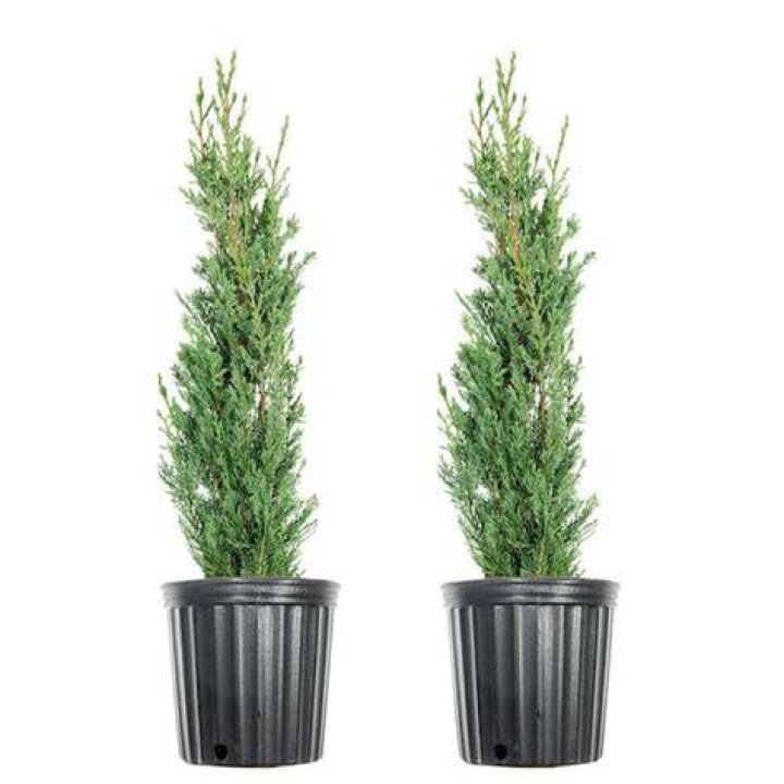 Are cypress trees toxic?