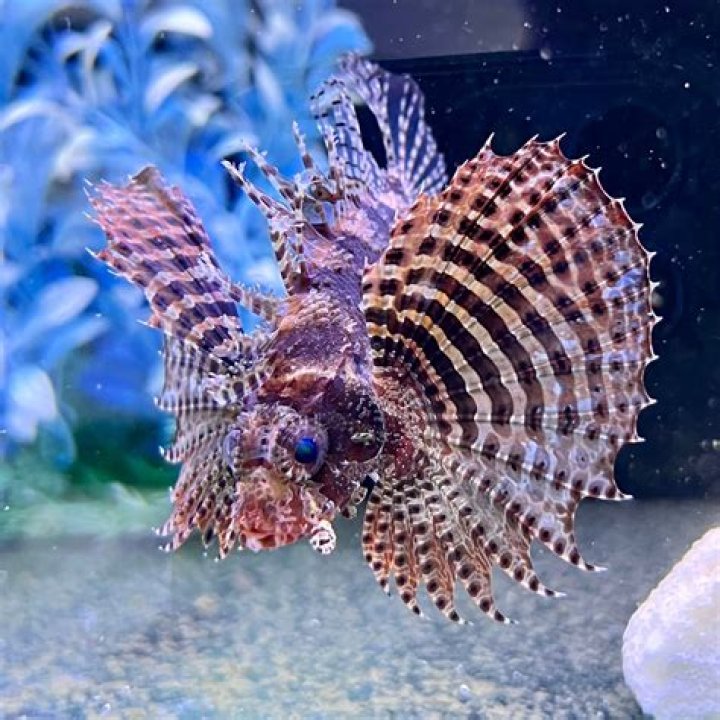 Are fuzzy dwarf lionfish reef safe?