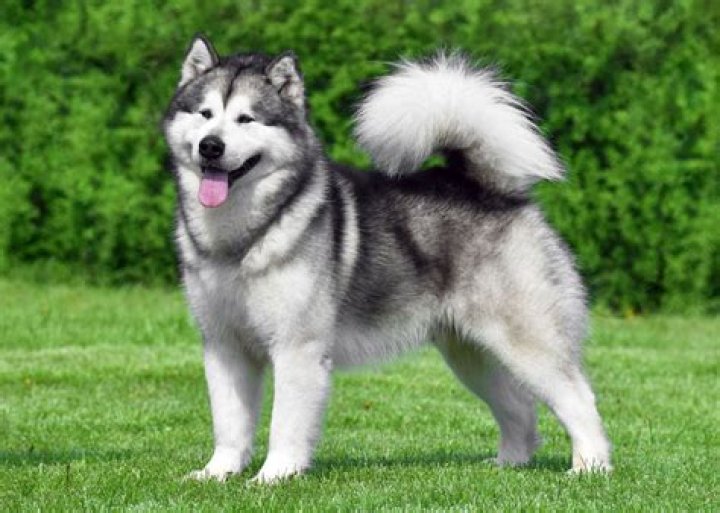 Are Malamutes all white?
