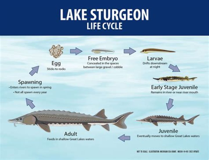 Are sturgeon cold water fish?