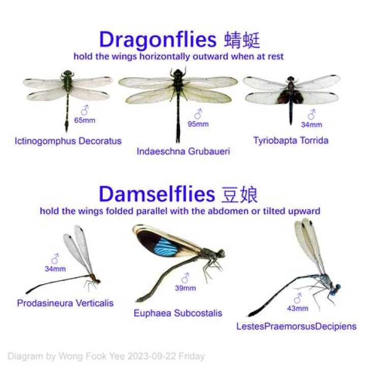 Are there dragonflies in Asia?