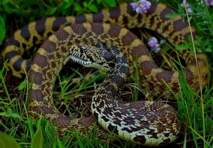 Are there snakes in Georgian Bay?