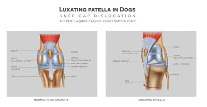 Can a dog live with Luxating patella?