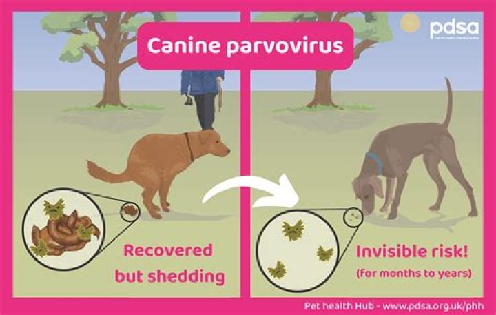 Can a dog survive mushroom poisoning?