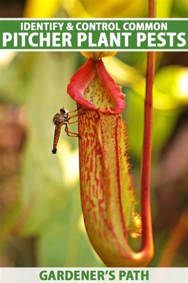 Can a pitcher plant hurt a human?