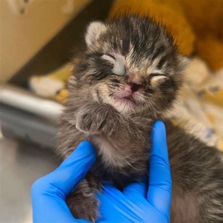 Can cats get neonatal Isoerythrolysis?