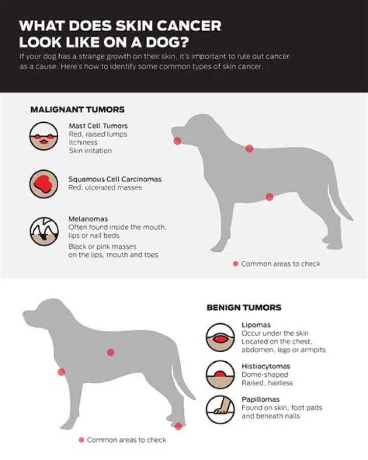 Can dogs get skin tags on their elbows?