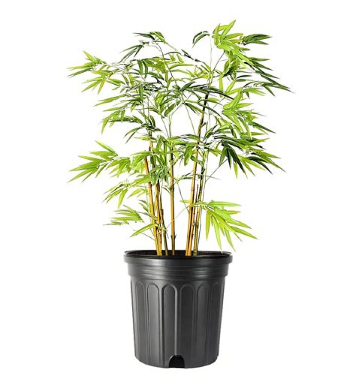 Can Golden Bamboo survive winter?