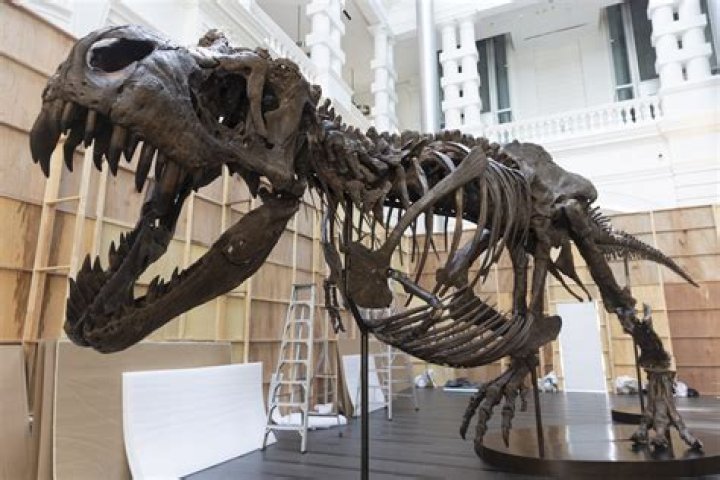 Can I dig for dinosaur bones?