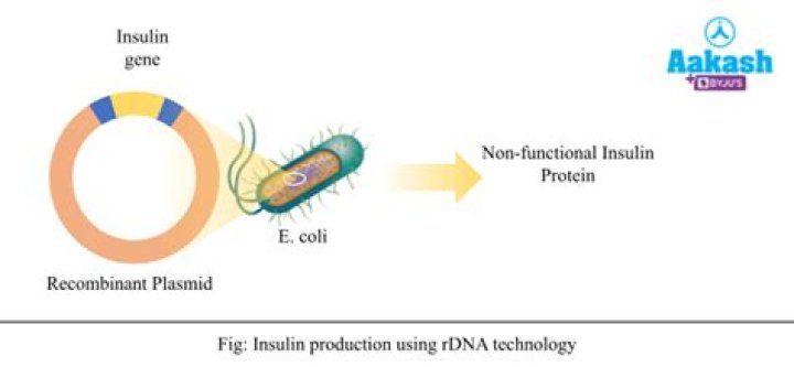 Can insulin be produced in genetically engineered bacteria?