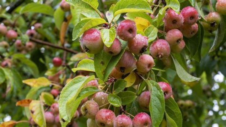 Can you keep a crab apple tree small?