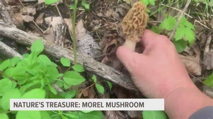 Can you mushroom hunt in Indiana state parks?
