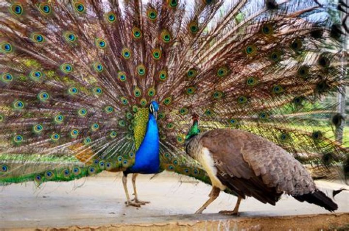 Can you own a peacock in Victoria?