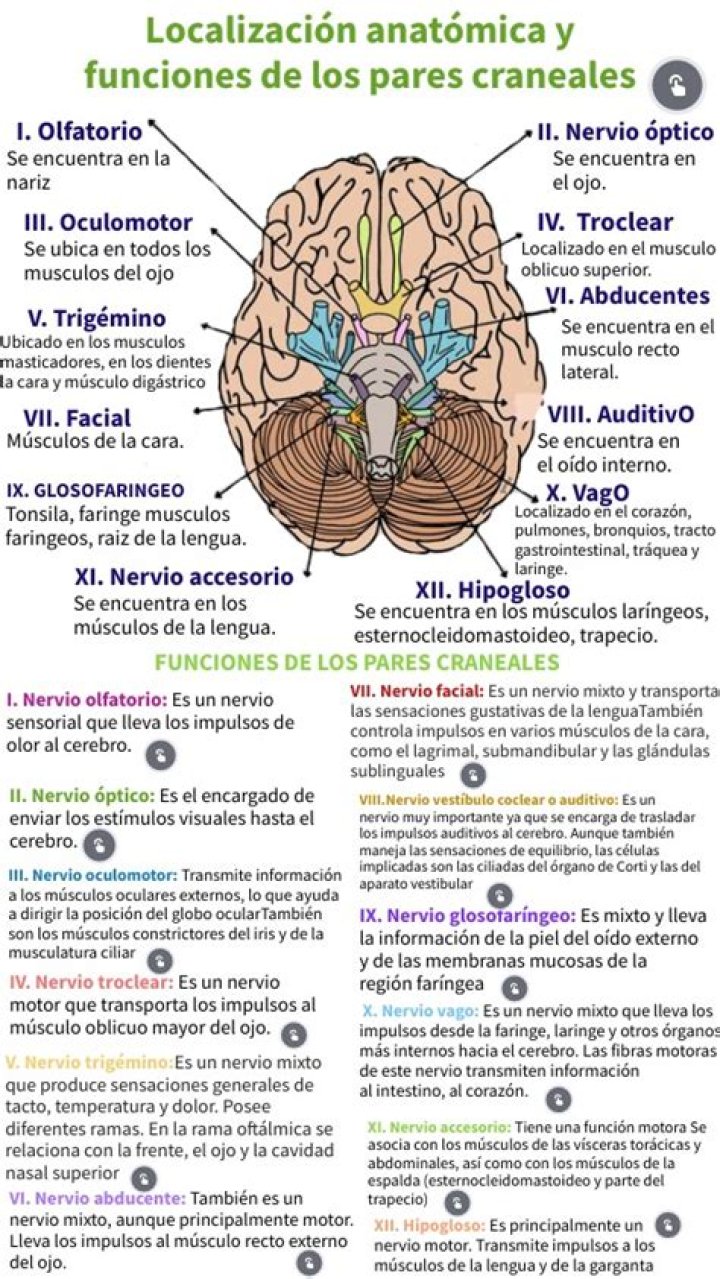 Cuales son los nervios craneales que se originan?