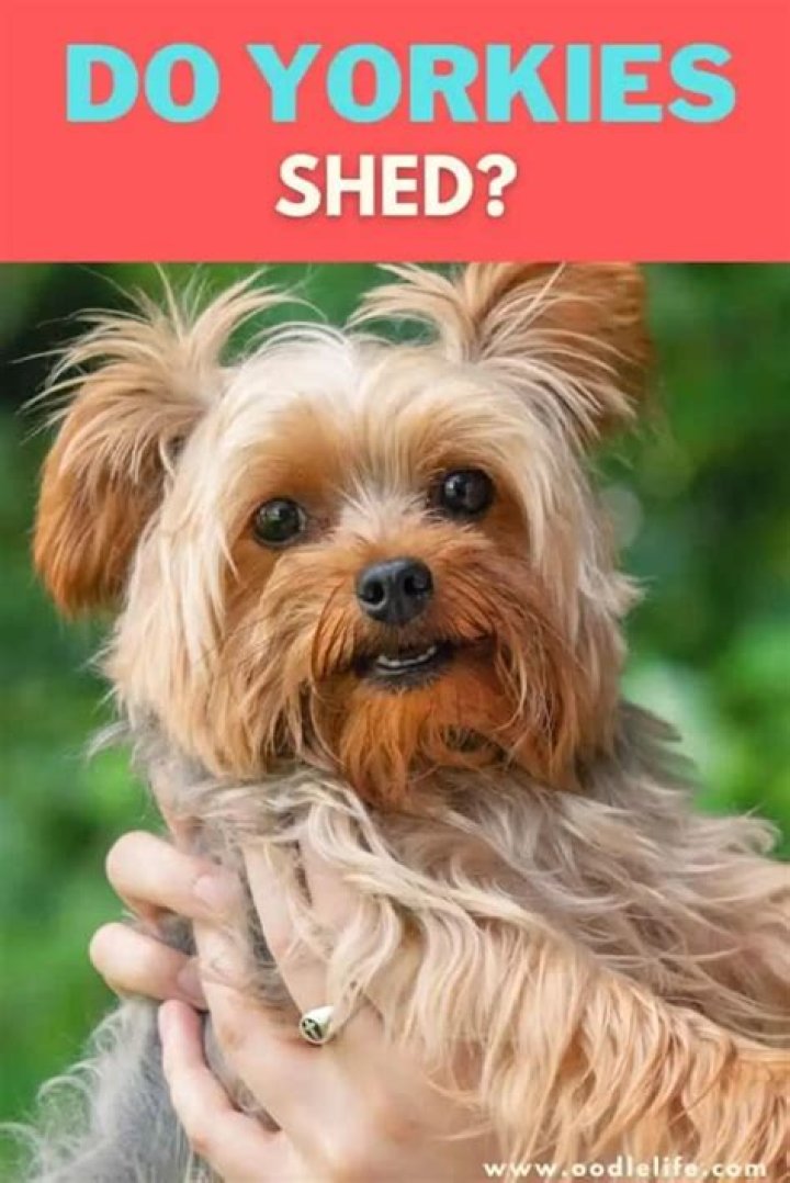 Do Corgi Yorkies shed?