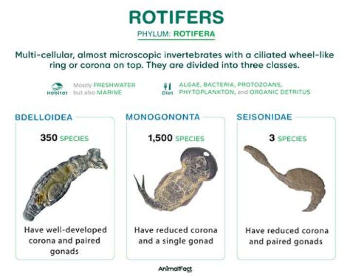 Do rotifers live in soil?