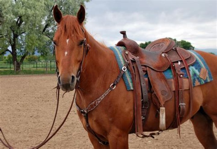 Do saddle bronc riders use their own saddles?
