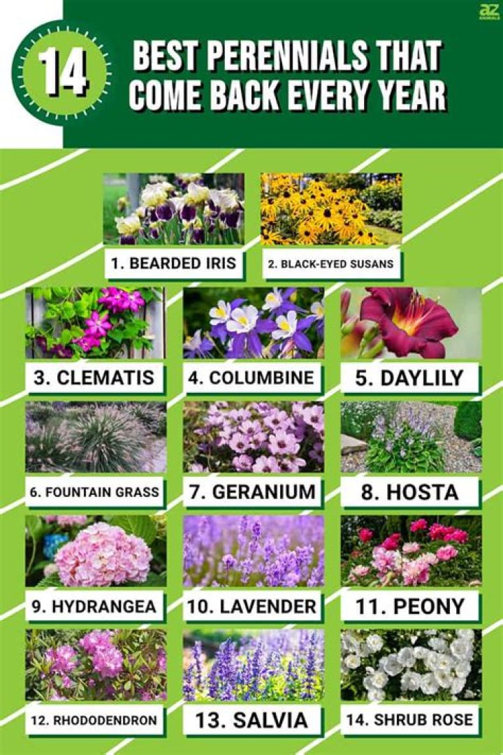 Do Saxifraga come back every year?