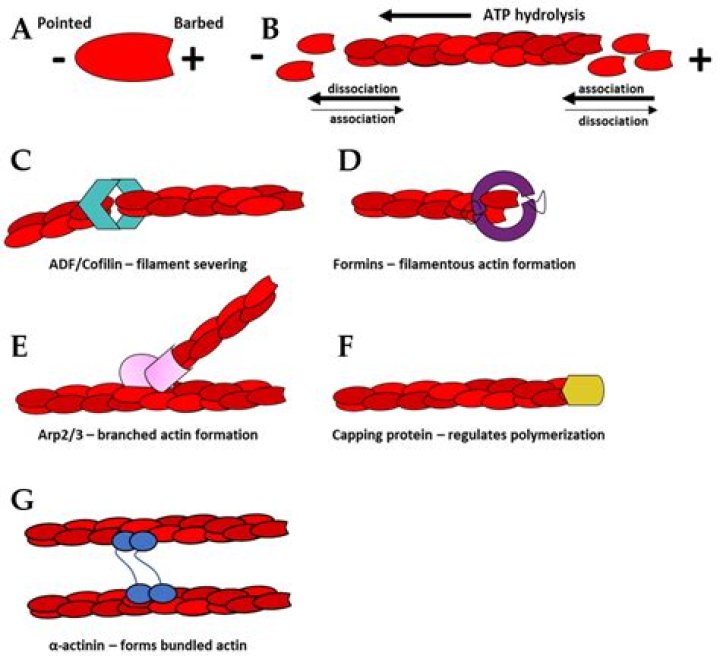 Does actin affect cell crawling?