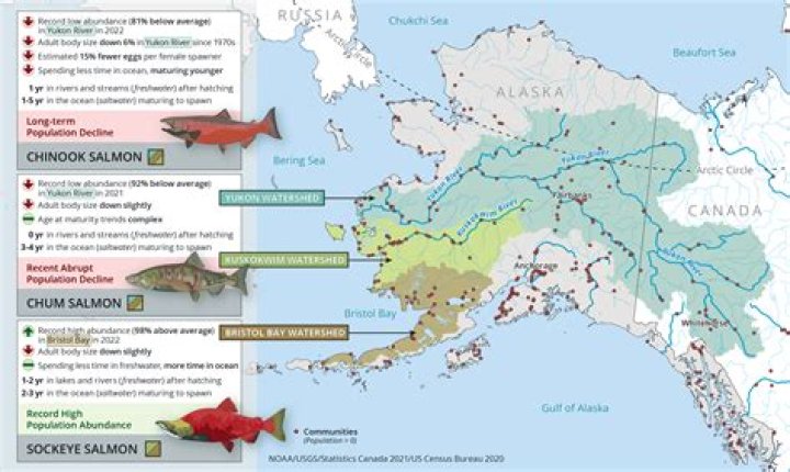 Does Alaska salmon have worms?