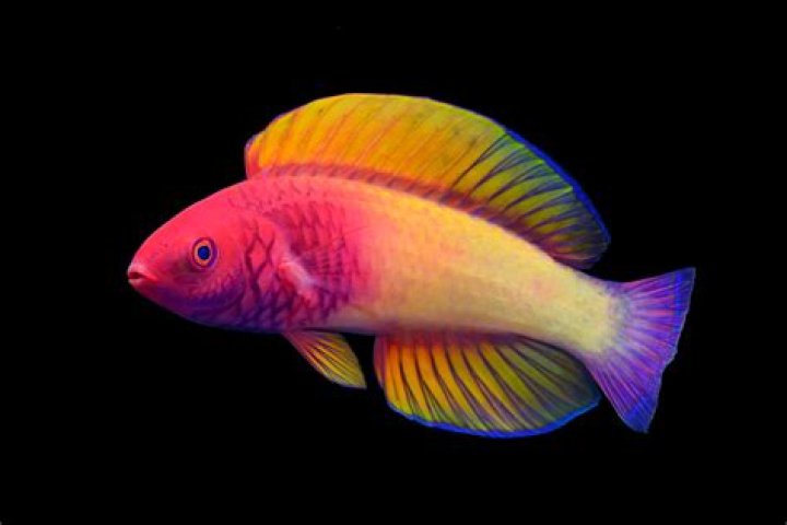 How big do fairy wrasse get?