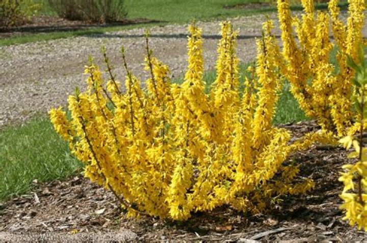 How big does forsythia intermedia grow?