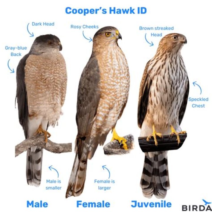 How can you tell a hawk from another bird?