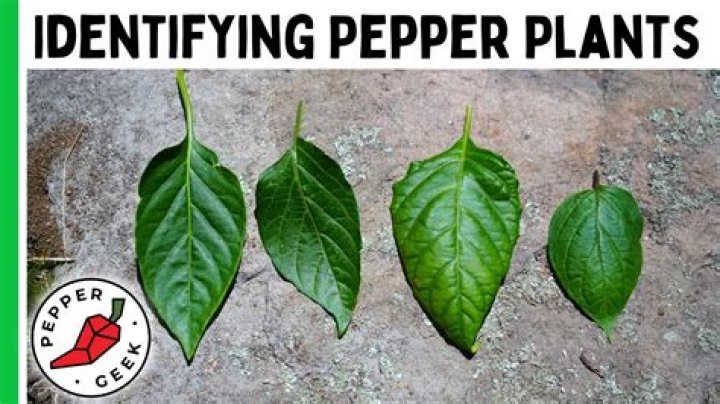 How do I identify a pepper plant?