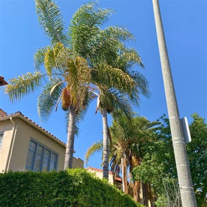 How do I treat yellow leaves on my queen palm?