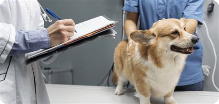 How do you do a physical exam on a dog?