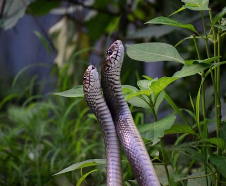 How do you grab Twin Snakes?
