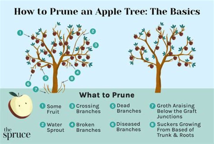 How do you prune Salix?