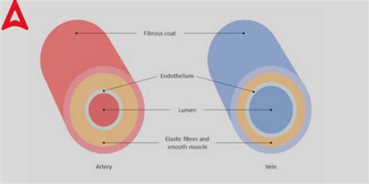 How do you tell the difference between an artery and a vein in a cadaver?
