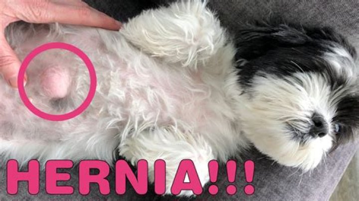 How do you treat a Shih Tzu hernia?