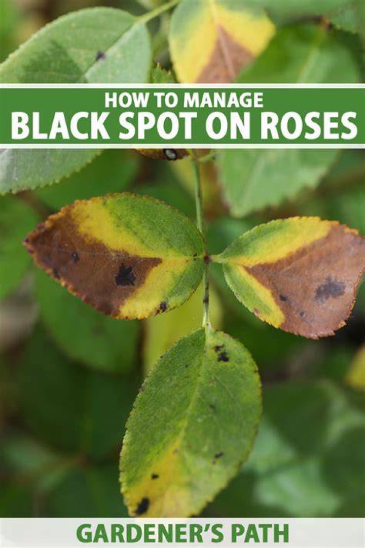 How do you treat brown spots on roses?