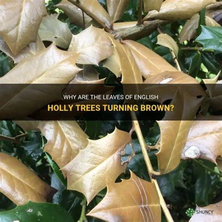 How do you treat yellow leaves on a holly tree?