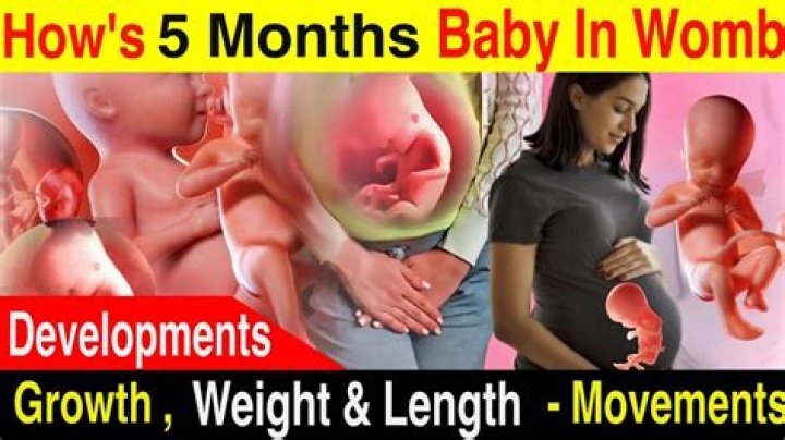 How does the baby move in the womb at 5 months?