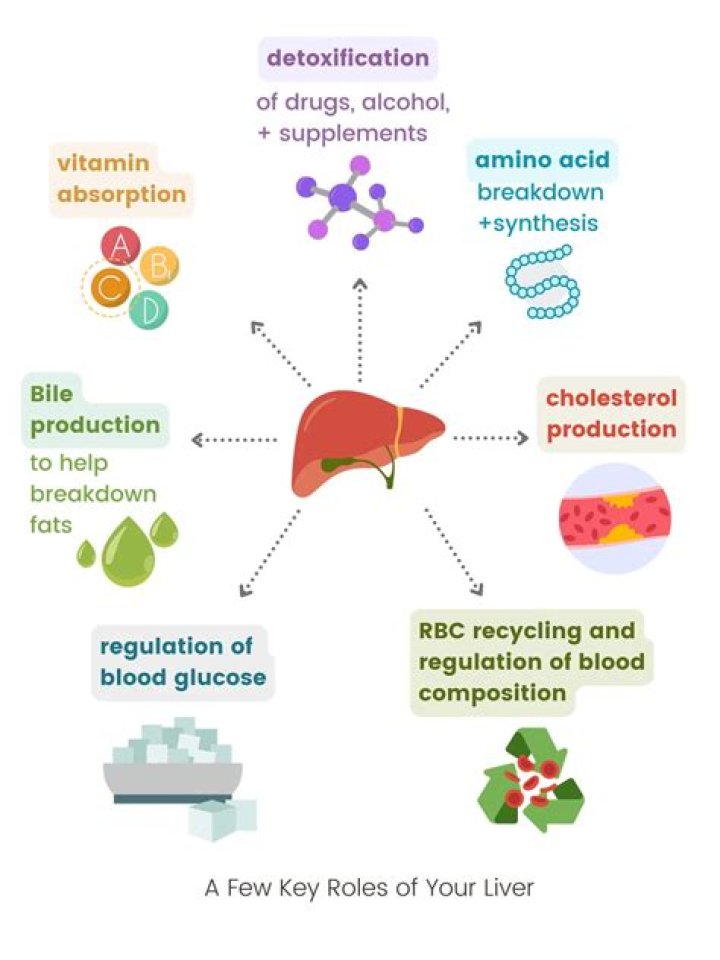 How does the liver excrete toxins?