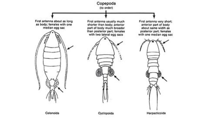 How does the typical copepod move?