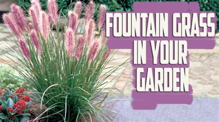 How far apart do you plant red fountain grass?