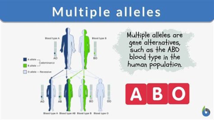 How is human blood type an example of multiple alleles?