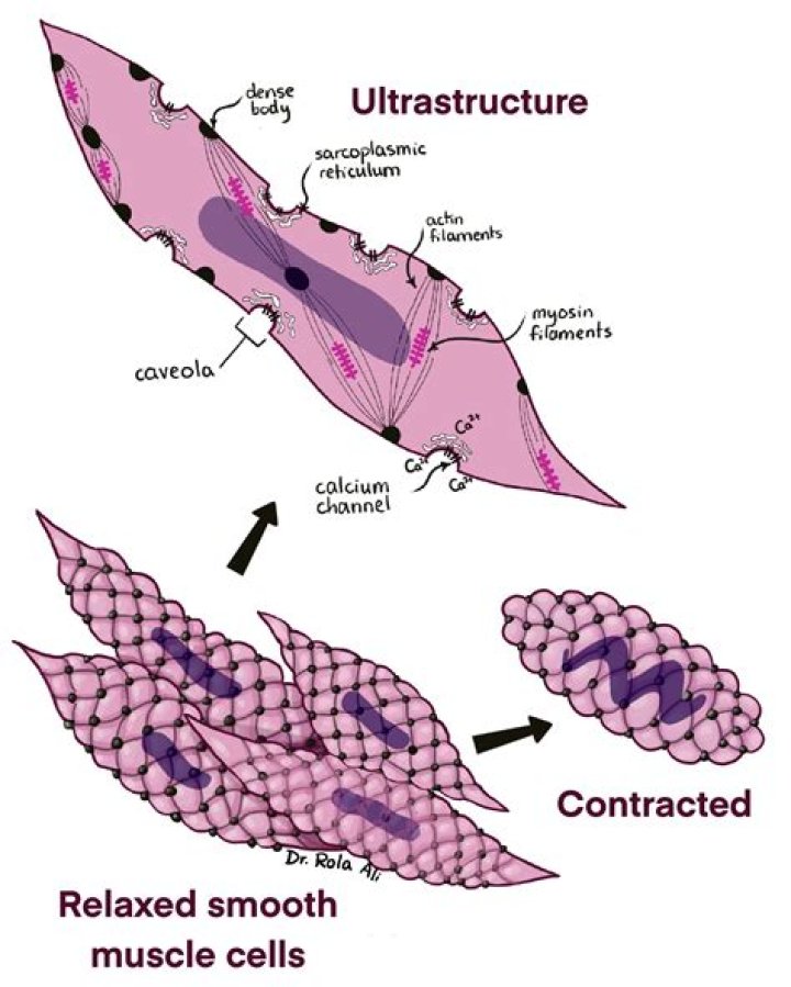 How is smooth muscle contraction different from skeletal muscle contraction?