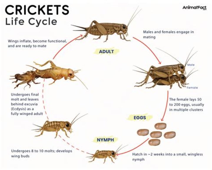 How long can crickets live in shipping containers?