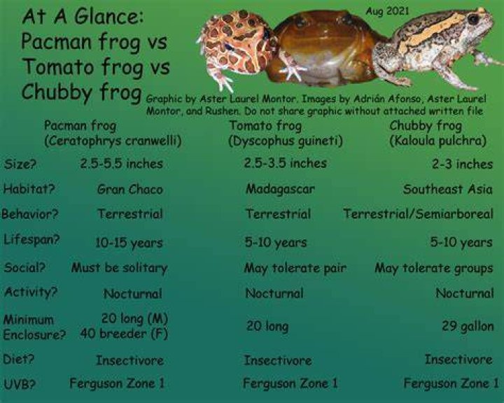 How long does it take Pacman frogs to grow?