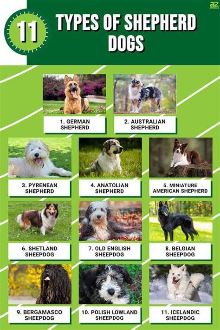 How many different types of shepherds are there?