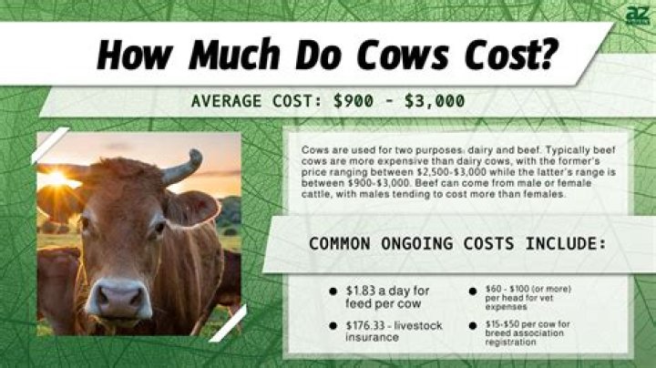 How much does Glice cost?