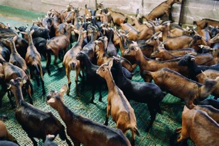How much is subsidy for goat farming?