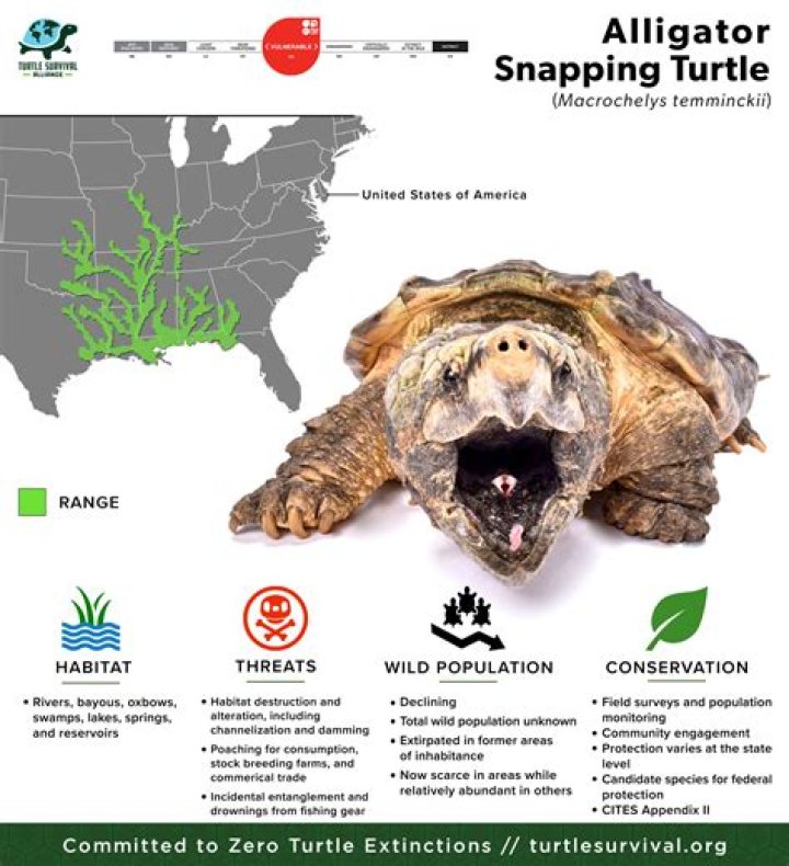 How strong is the alligator snapping turtles bite force?