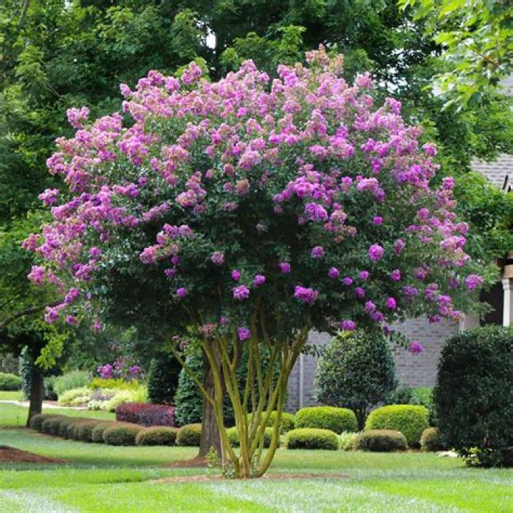 How tall does Arapaho Crape myrtle get?